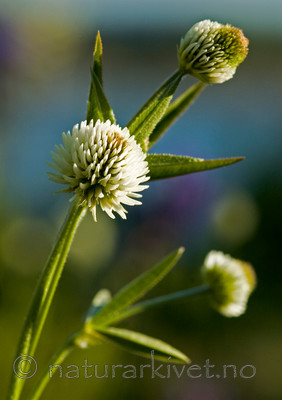 BB 05 0147 / Trifolium montanum / Bakkekløver